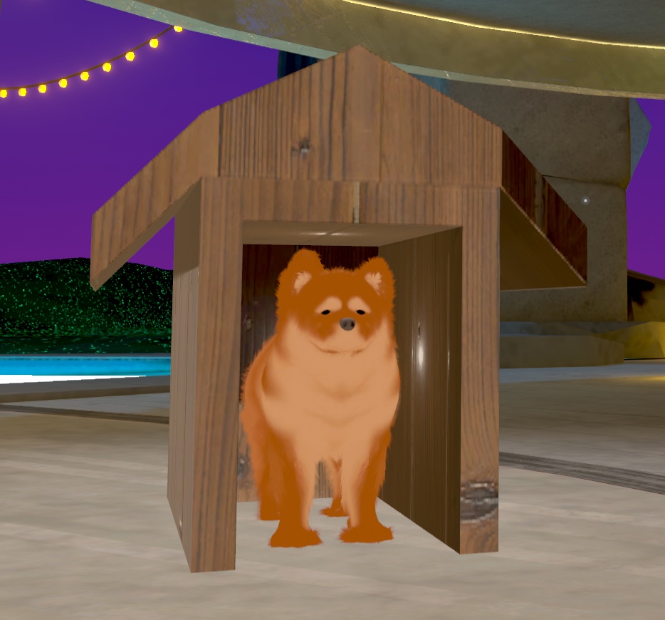 チャウチャウ犬(Chow-chow dog:Canis lupus familiaris)