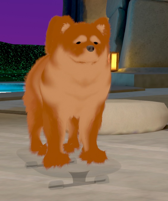 チャウチャウ犬(Chow-chow dog:Canis lupus familiaris)