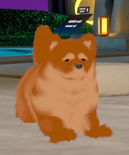 チャウチャウ犬(Chow-chow dog:Canis lupus familiaris)