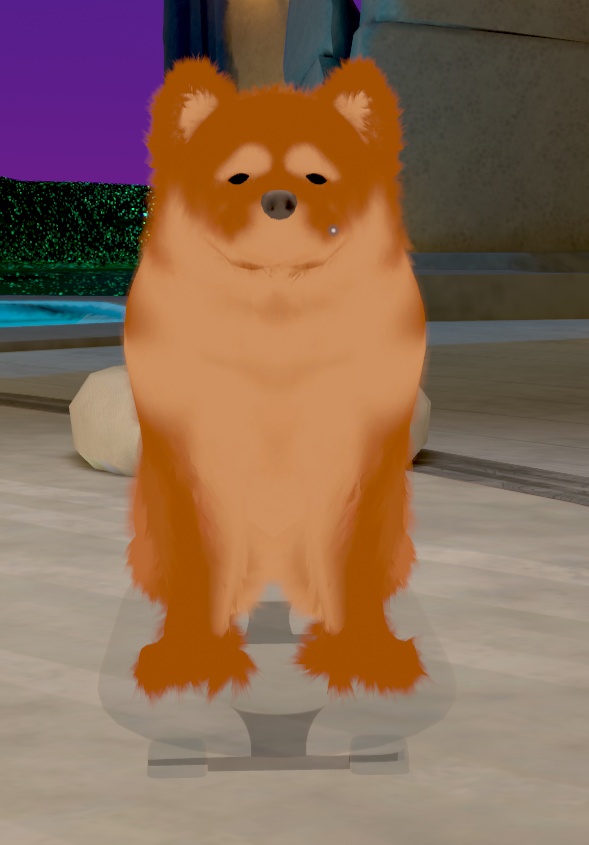 チャウチャウ犬(Chow-chow dog:Canis lupus familiaris)