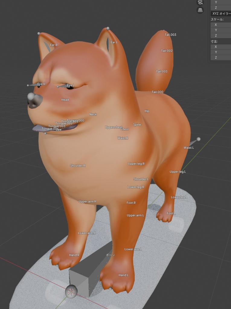 チャウチャウ犬(Chow-chow dog:Canis lupus familiaris)