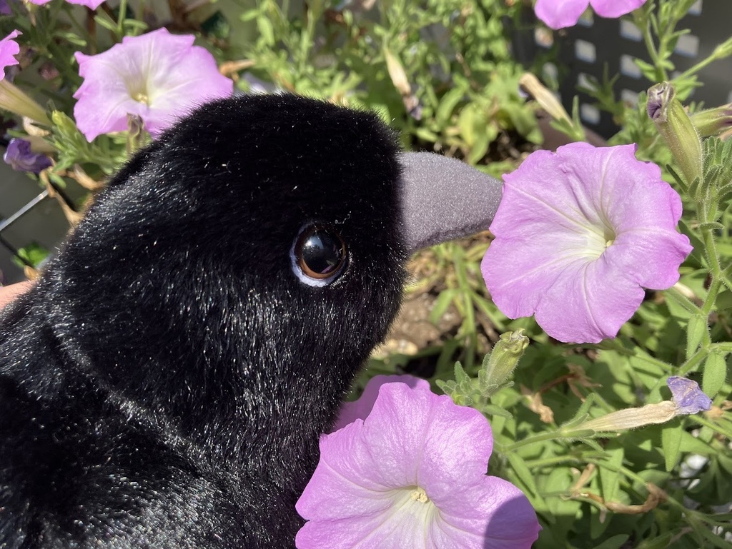 ルイとおしゃべり券／LINEで話せるカラスのぬいぐるみ