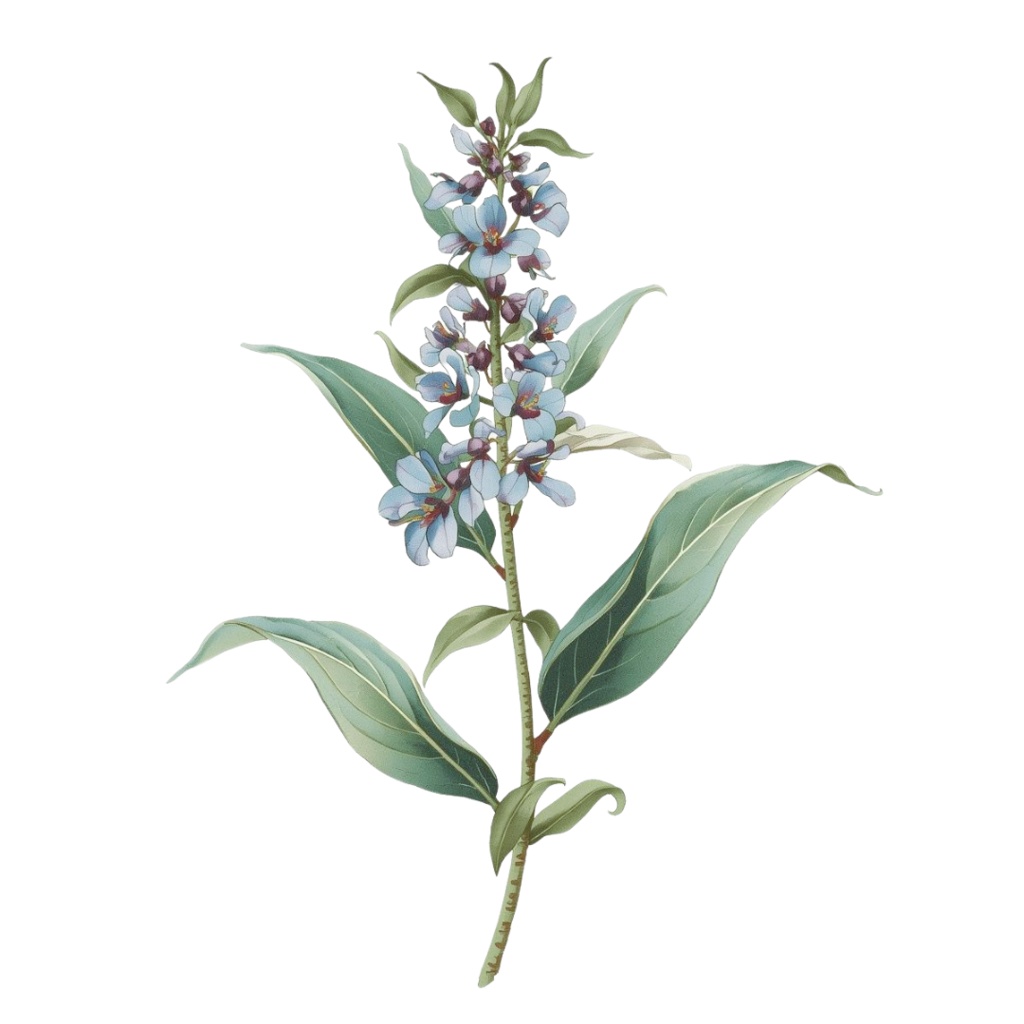 水彩風 ハーブ&植物シリーズ イラストセット(全12種)|アンティーク調・可愛いクリップアート(PNG)