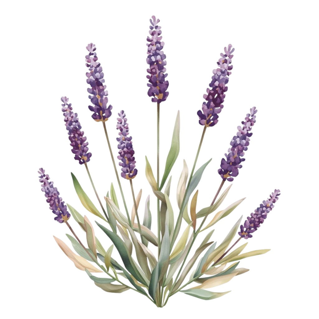 水彩風 ハーブ&植物シリーズ イラストセット(全12種)|アンティーク調・可愛いクリップアート(PNG)