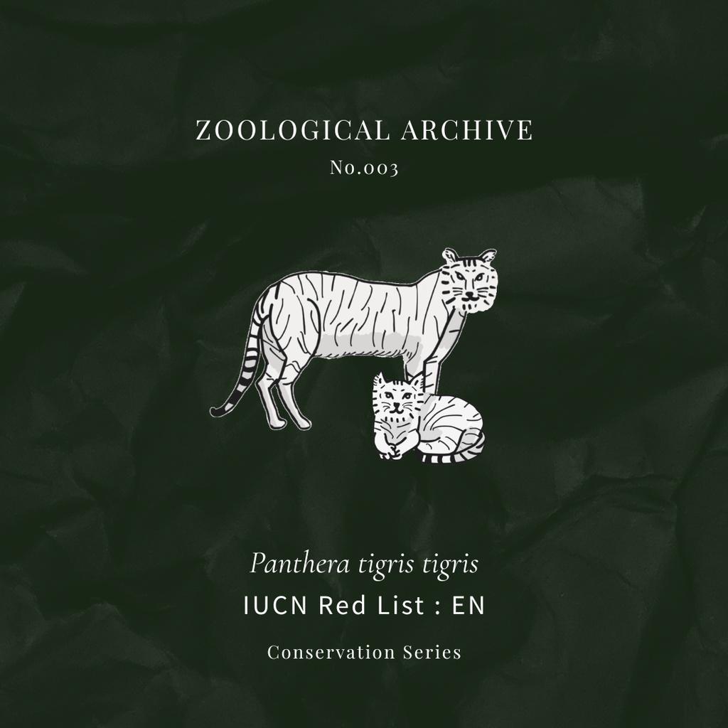 ZOOLOGICAL ARCHIVE No.003|ベンガルトラ(ホワイト個体)標本タグアクリルキーホルダー(50mm)