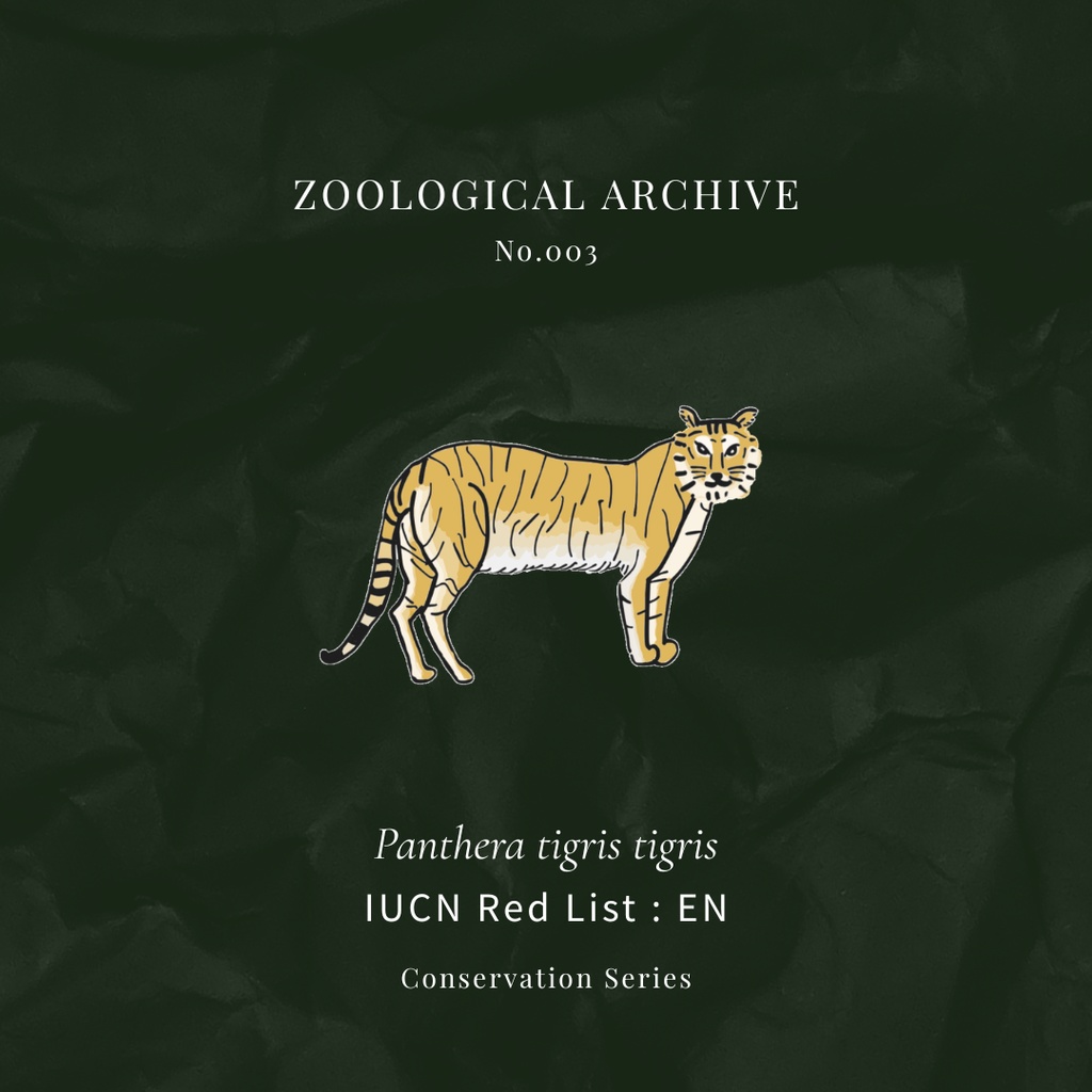 ZOOLOGICAL ARCHIVE No.003|ベンガルトラ(ホワイト個体)標本タグアクリルキーホルダー(50mm)