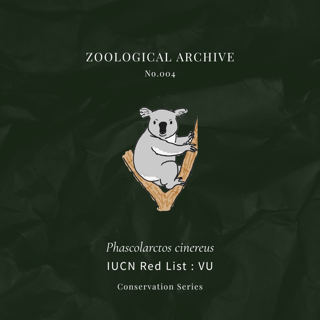 ZOOLOGICAL ARCHIVE No.004|コアラ 標本タグアクリルキーホルダー(50mm)