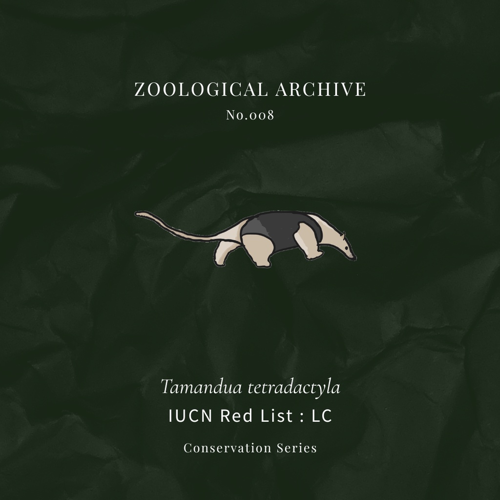 ZOOLOGICAL ARCHIVE No.008|ミナミコアリクイ 標本タグアクリルキーホルダー(50mm)
