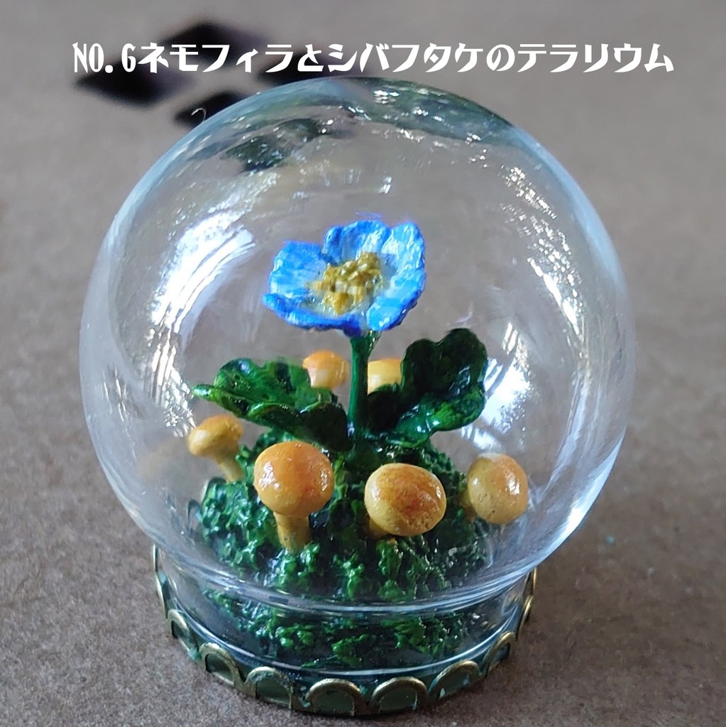NO6.ネモフィラとシバフタケのテラリウム