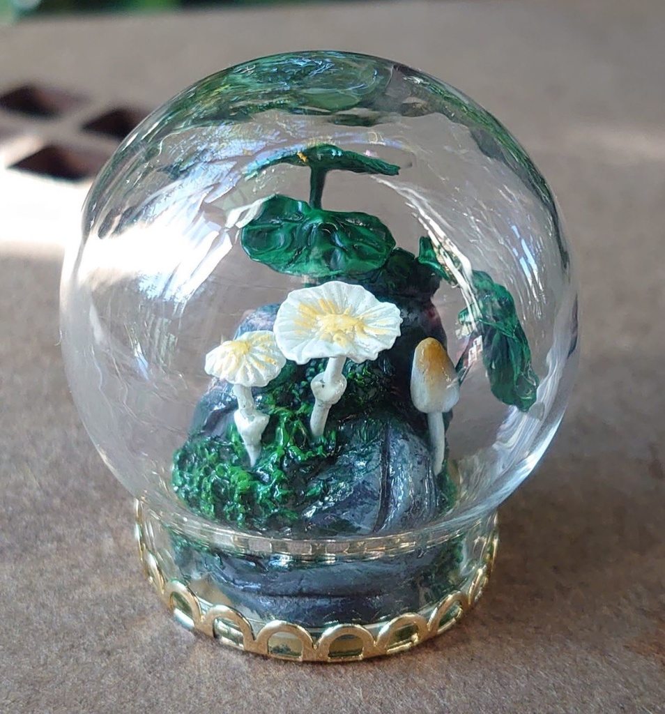 キツネノハナガサのテラリウム