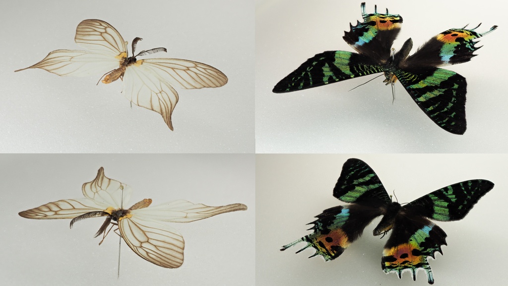 蝶・蛾写真リファレンスパック