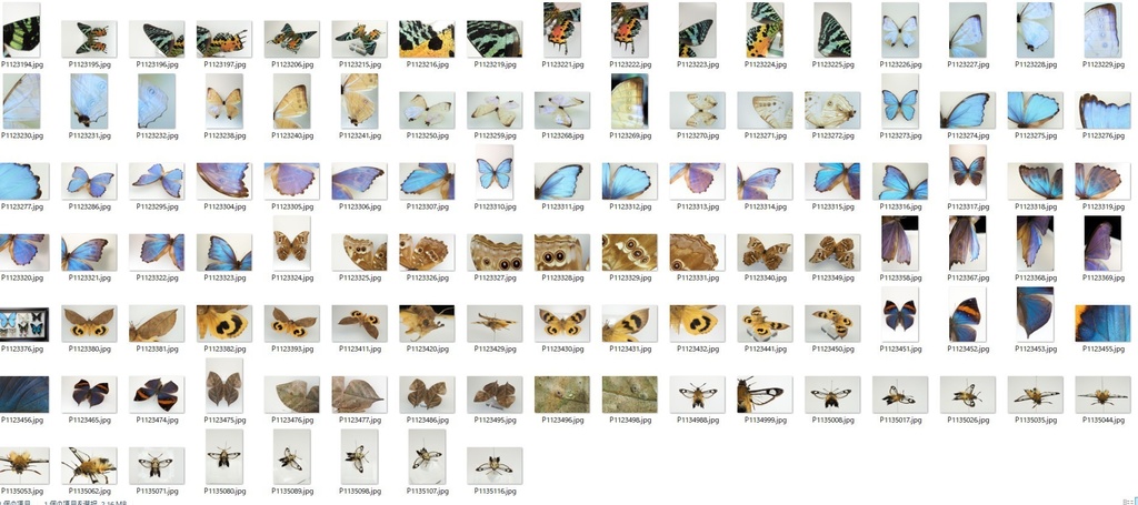 蝶・蛾写真リファレンスパック