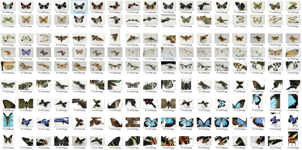 蝶・蛾写真リファレンスパック