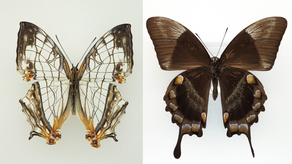 蝶・蛾写真リファレンスパック