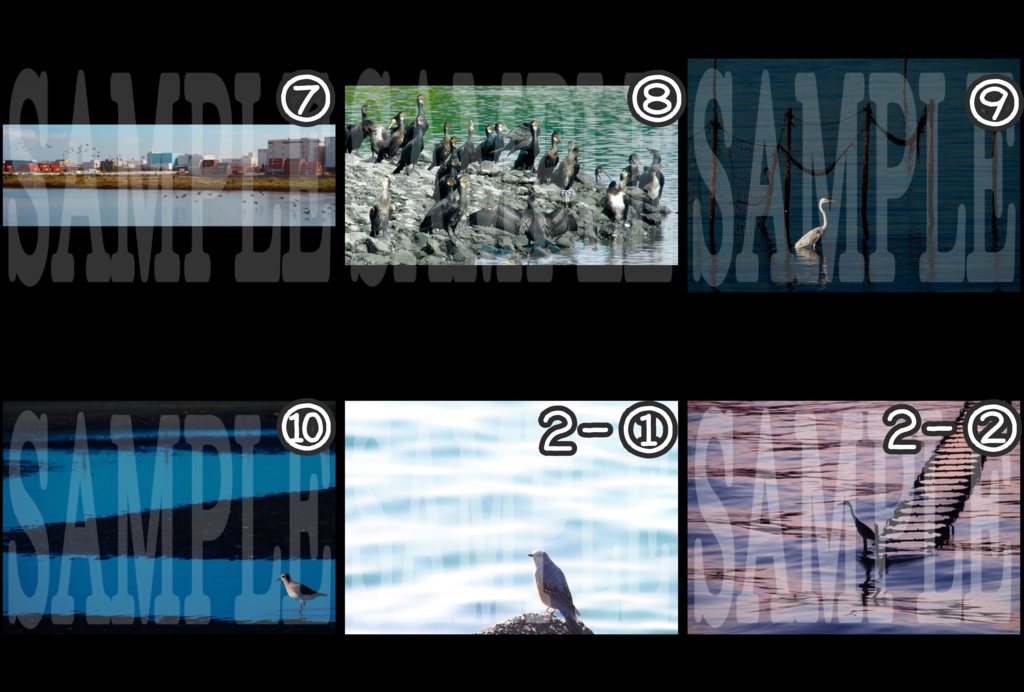 生物写真(バラ売り)