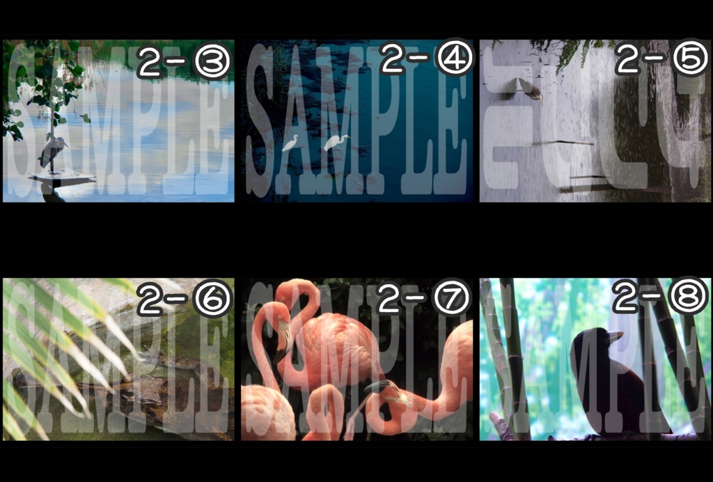 生物写真(バラ売り)