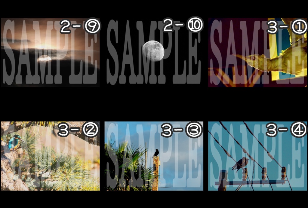 生物写真(バラ売り)