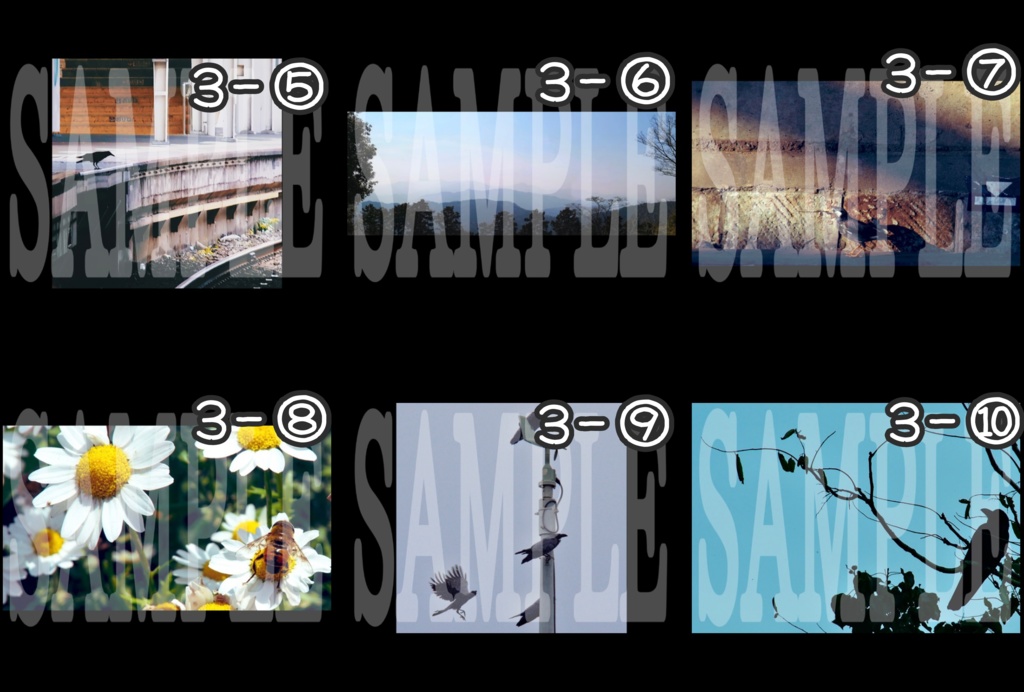 生物写真(バラ売り)