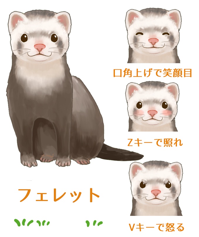 フェレット ferret