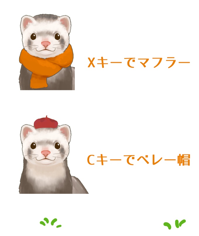フェレット ferret