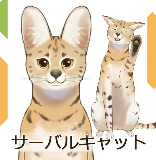 サーバルキャット　serval cat