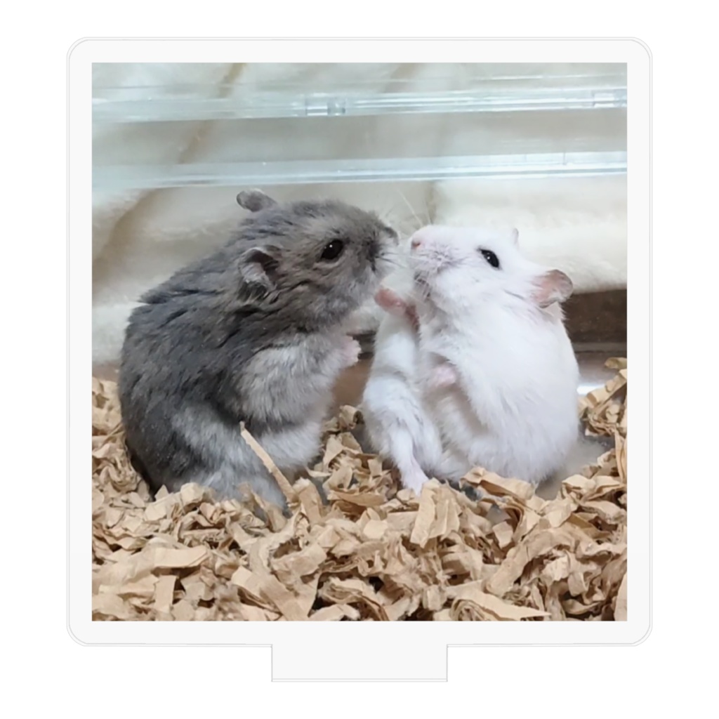 アクリルフィギュア こきち♂&みるく♀ こきちマジックバージョン