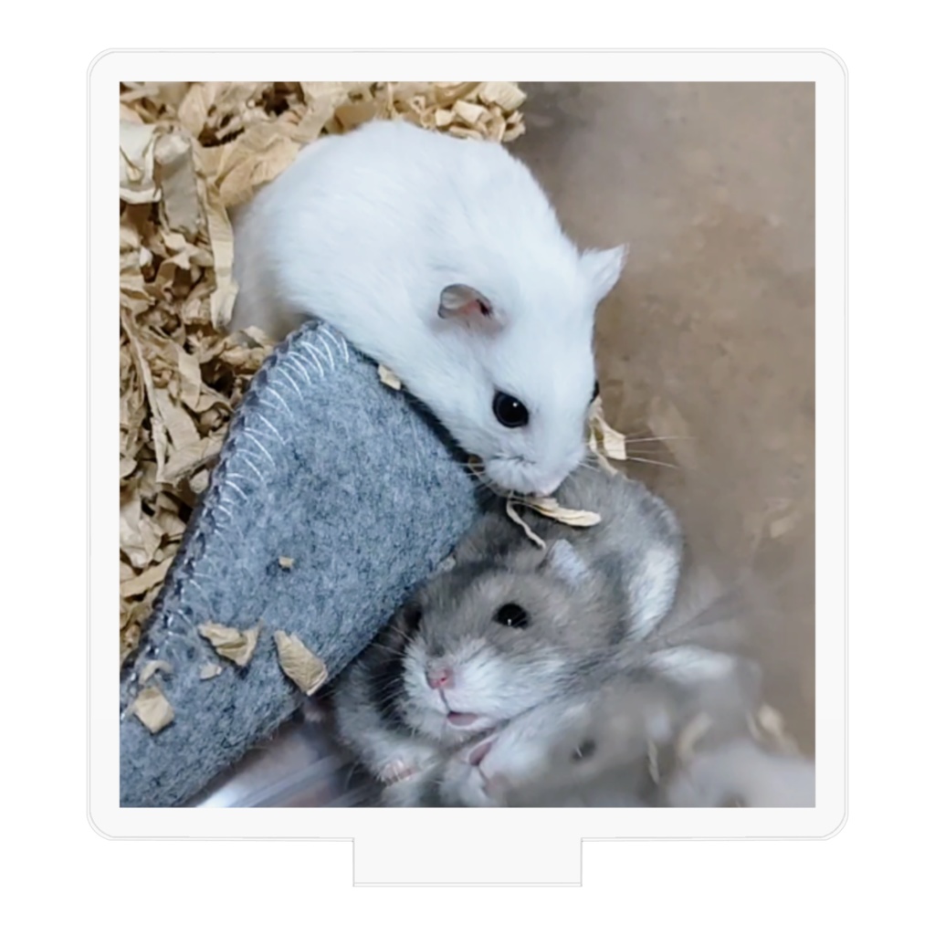 アクリルフィギュア こきち♂&みるく♀ かくれんぼバージョン