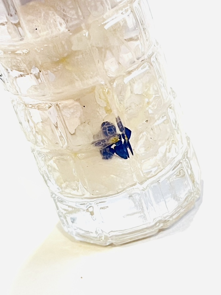 勿忘草ーForget me not