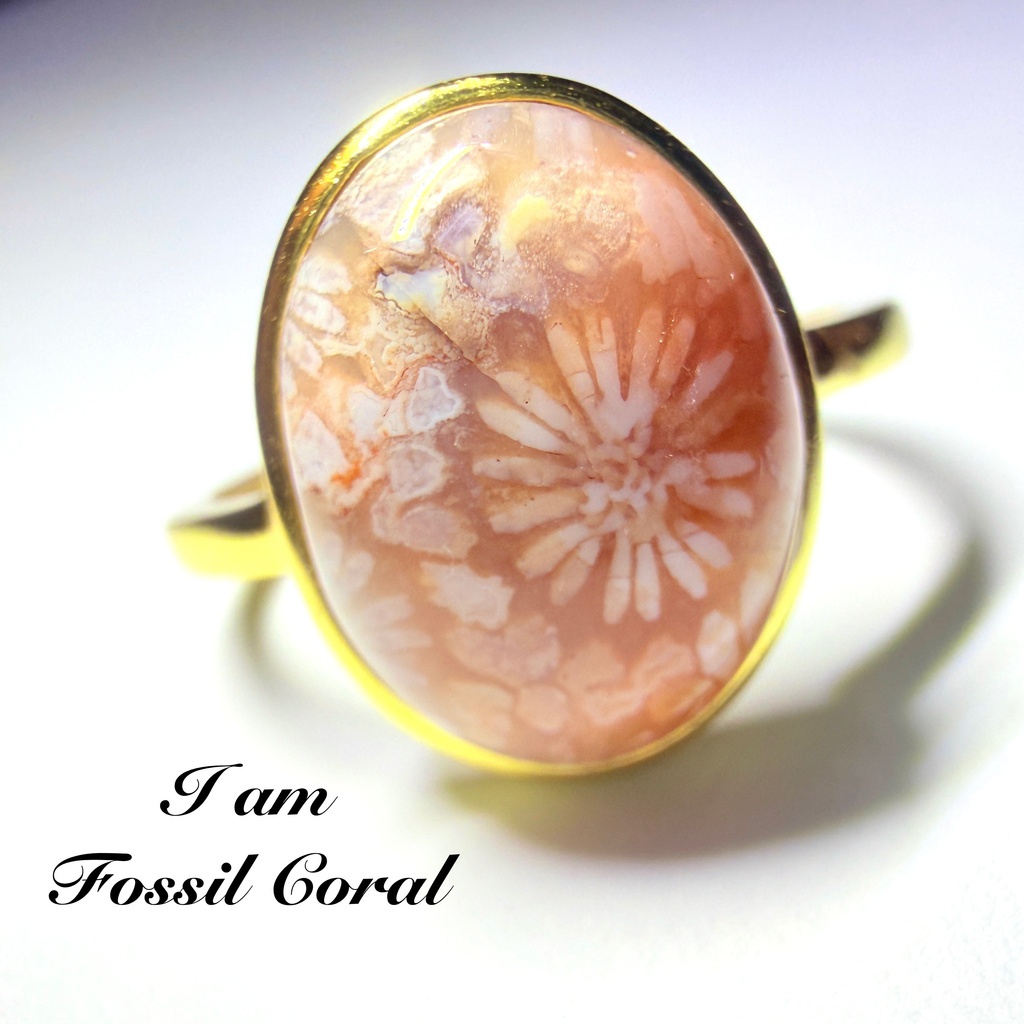Fossil Coral：ring