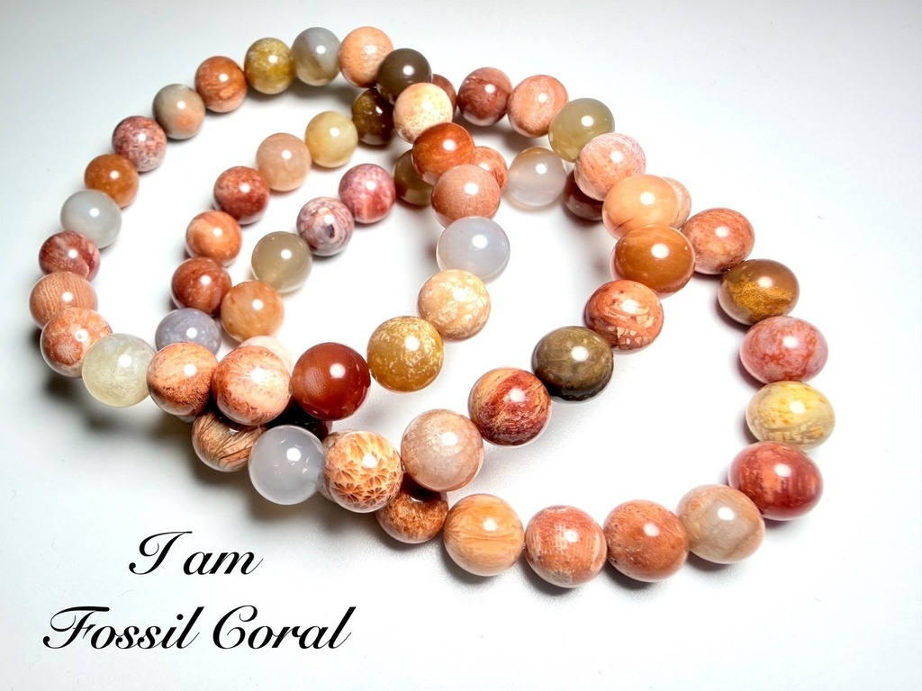 Fossil Coral🪸