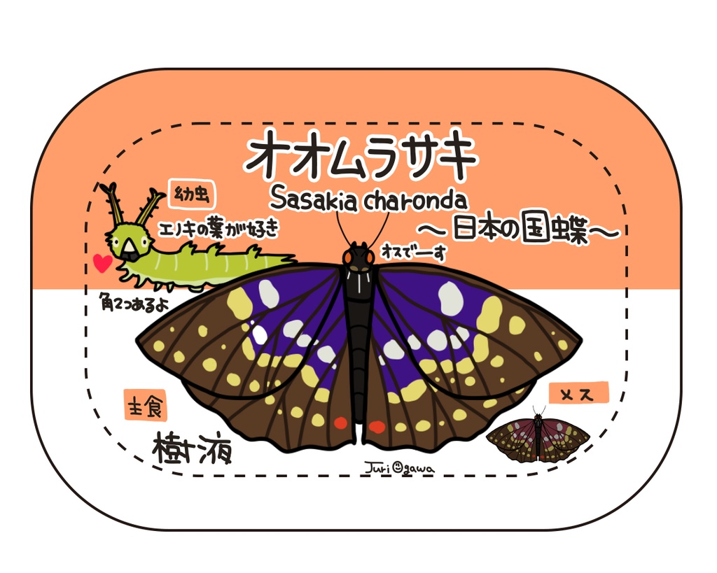 図鑑バッジ オオムラサキ おがわ商店 Booth