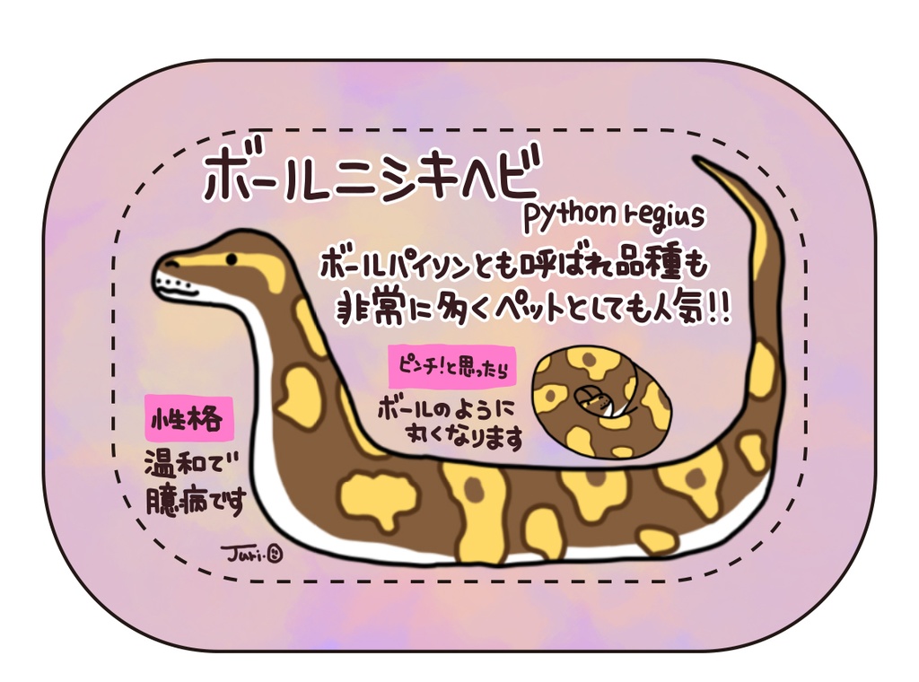 図鑑バッジ ボールニシキヘビ ボールパイソン おがわ商店 Booth