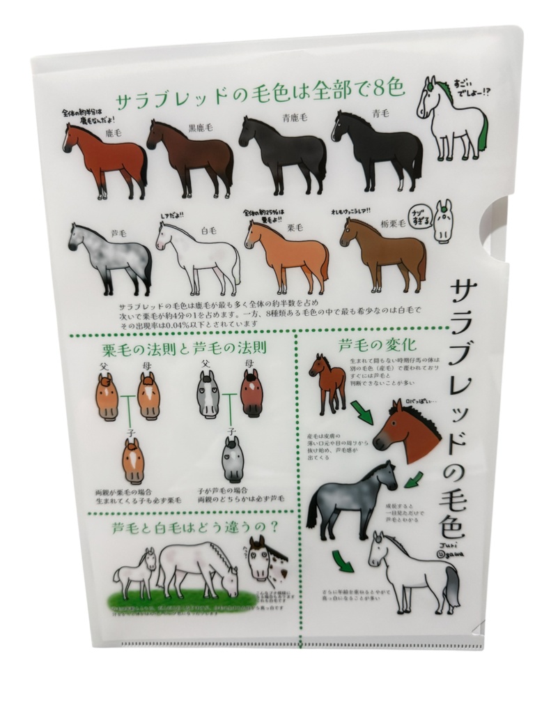 訳ありクリアファイル(A4サイズ）ドジなおがわを添えて、、、、