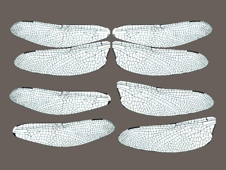 【3D小物】トンボの羽根