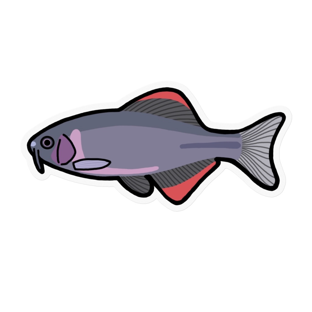 ヤリタナゴ ステッカー