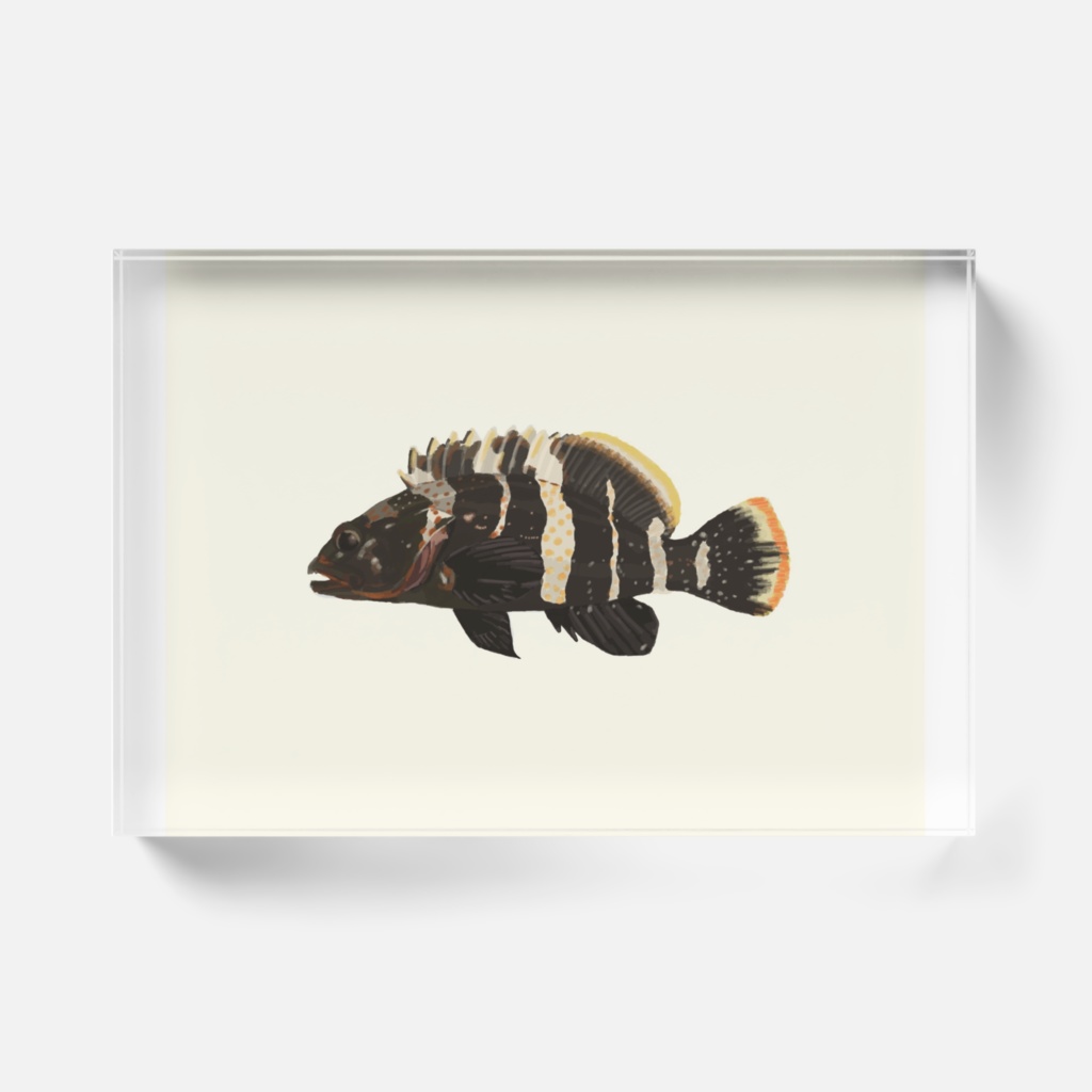 青羽太 アクリルブロック