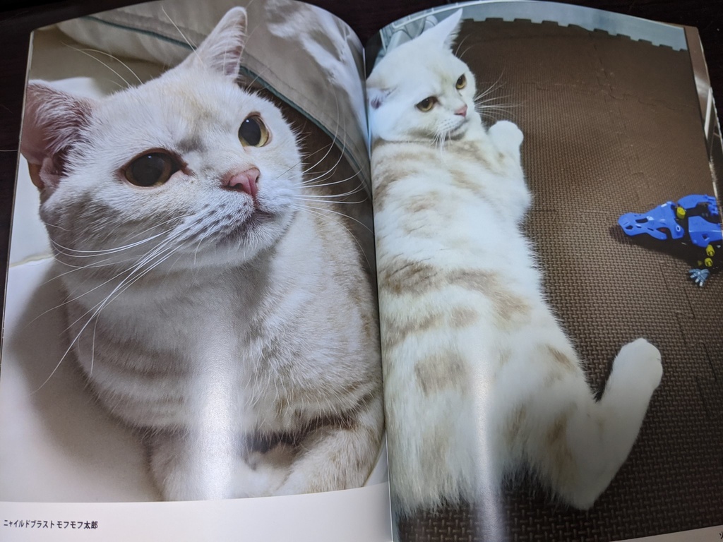 猫写真集 モフモフ太郎です むじたん Booth