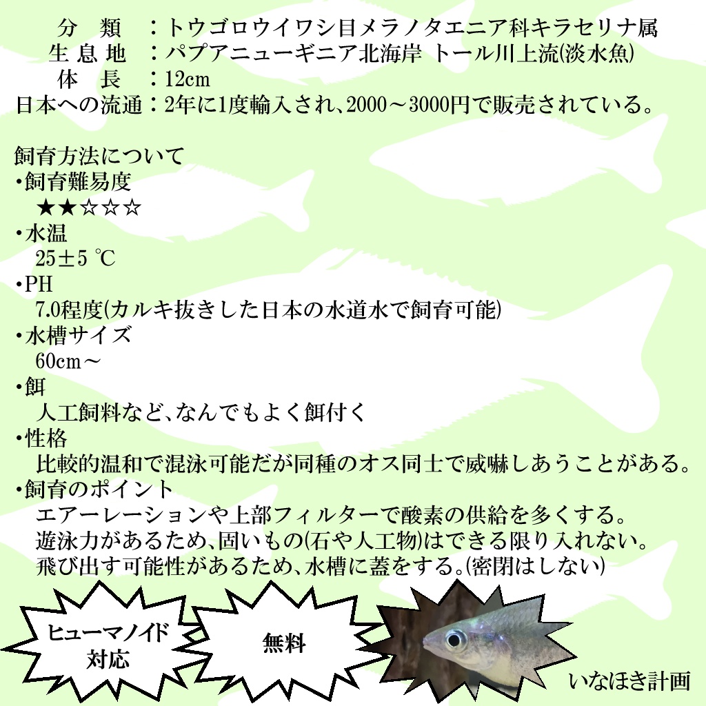 Chilatherina sp upper Tor river