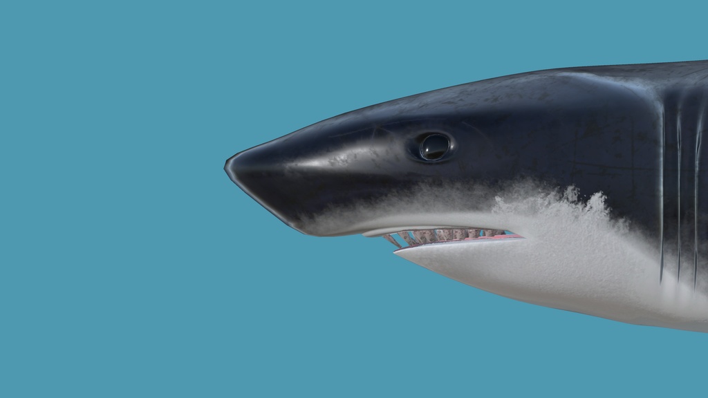 3Dモデル 鮫 [Shark] - 三叉屋 - 7/7