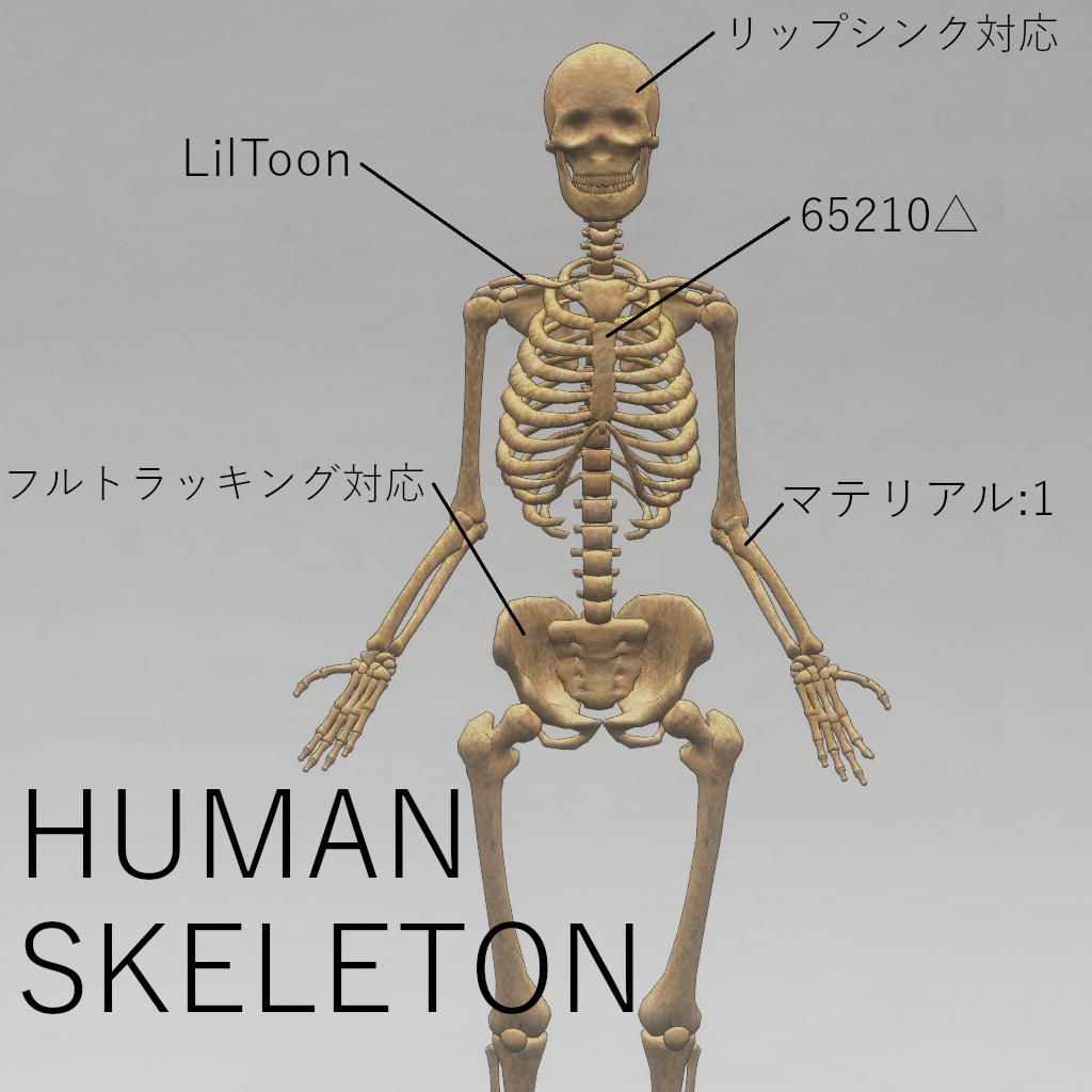 Human Skeleton