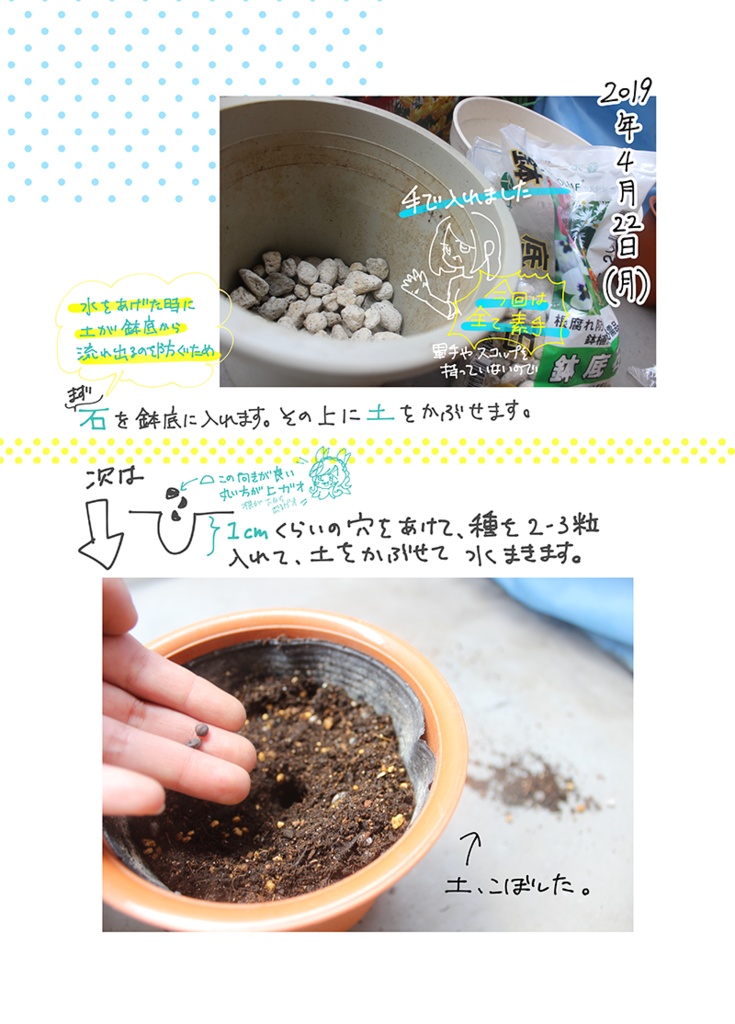 アサガオ観察日記