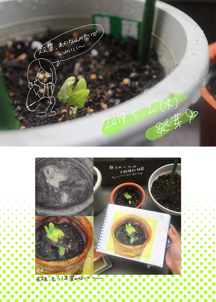 アサガオ観察日記