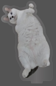 こゆきちゃん(ねそべり)