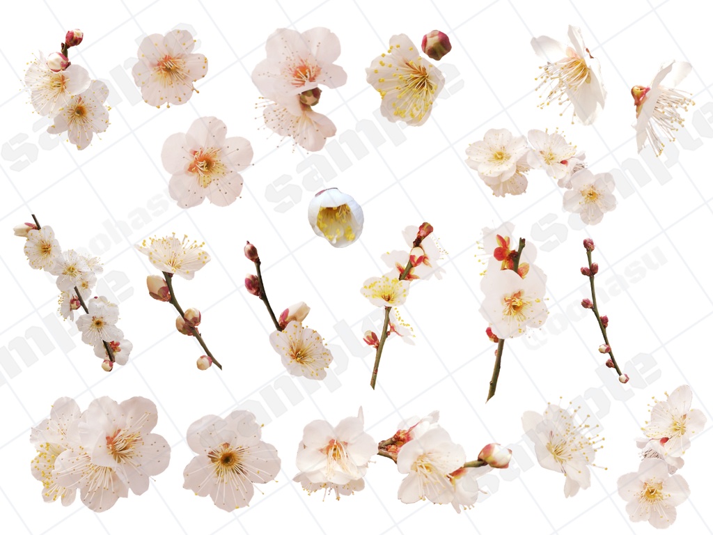 【無料有】梅と水引の素材