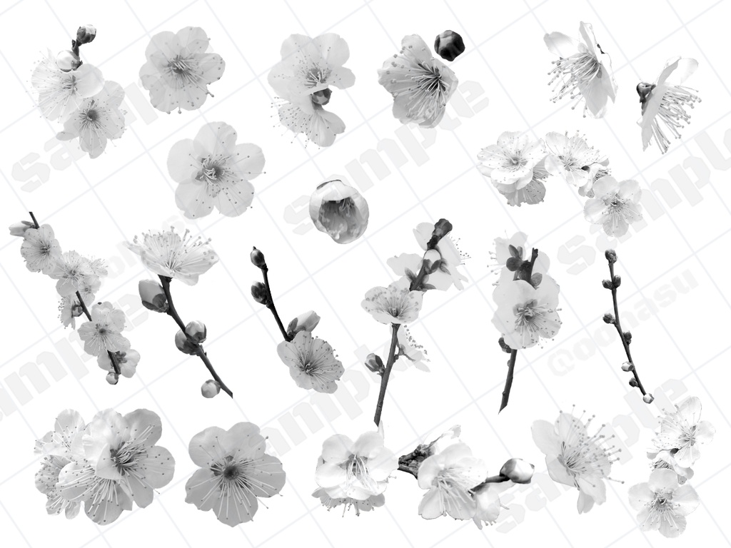 【無料有】梅と水引の素材