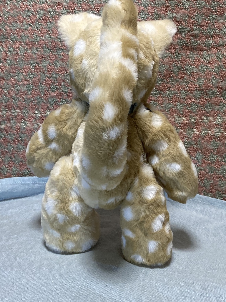 コルコット 瞳の子