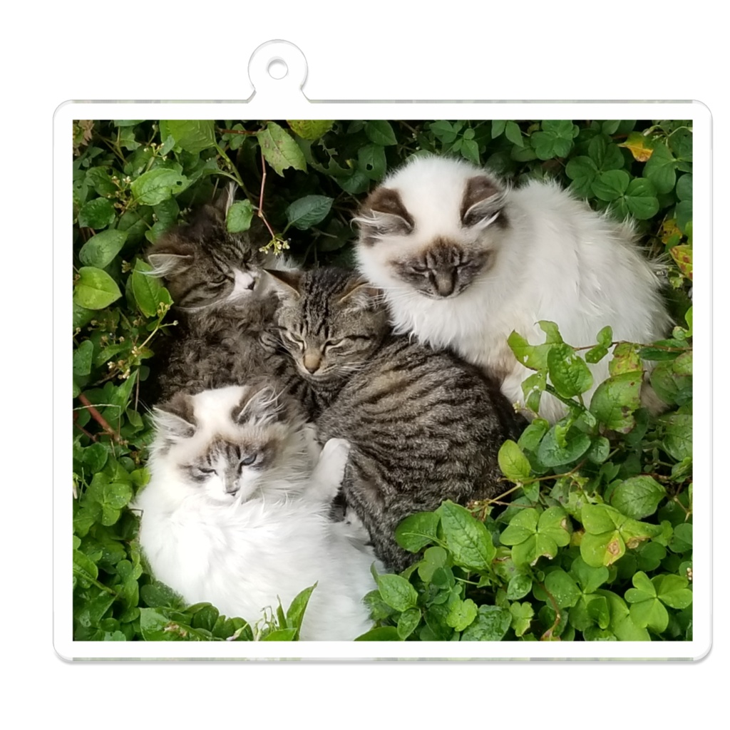 飼い猫ちゃんアクキー