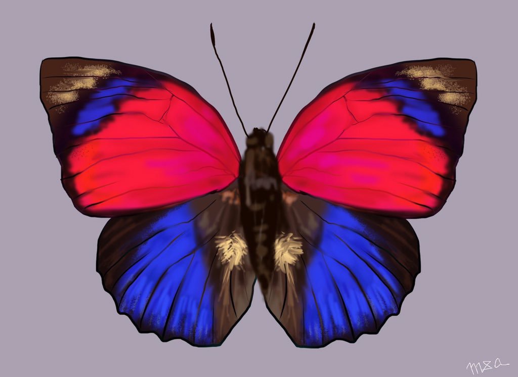 クラウディナミイロタテハ 蝶のイヤリング・ピアス