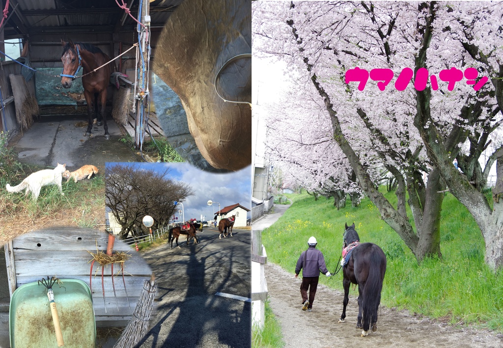 ウマノハナシ