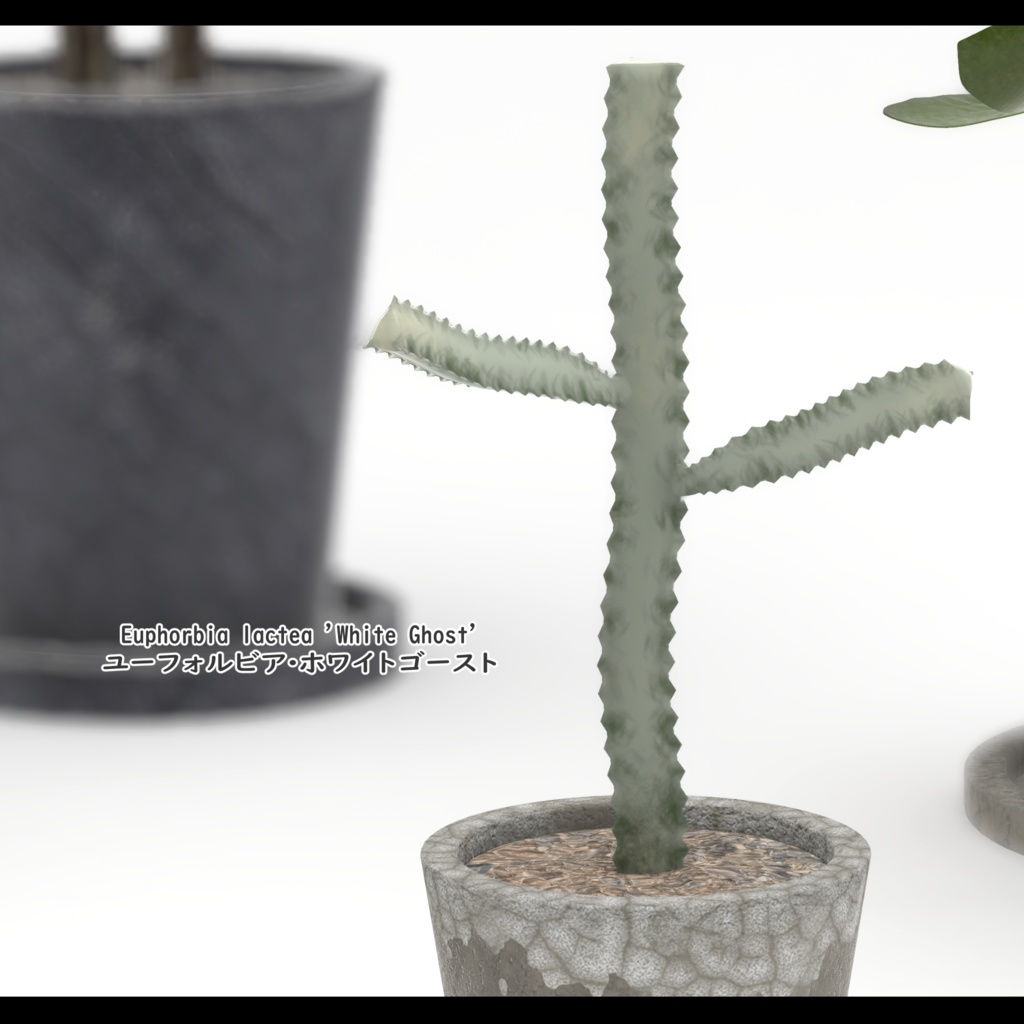 Green Set【5種類の観葉植物セット】